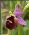 Ophrys biscutella